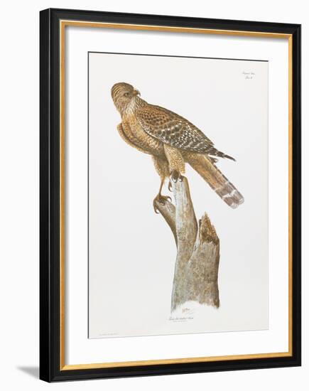 Florida Red Shouldered Hawk-Sean Bollar-Framed Collectable Print