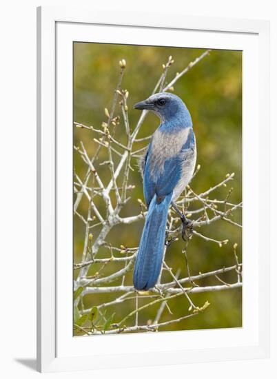 Florida scrub jay, Aphelocoma coerulescens Cruickshank Sanctuary, Florida.-Adam Jones-Framed Photographic Print