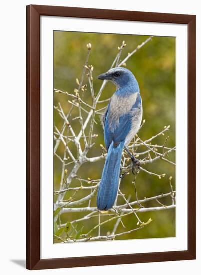 Florida scrub jay, Aphelocoma coerulescens Cruickshank Sanctuary, Florida.-Adam Jones-Framed Photographic Print