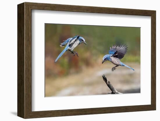 Florida scrub jay, Merritt Island National Wildlife Refuge, Florida-Adam Jones-Framed Photographic Print