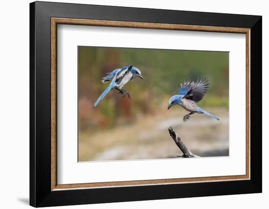 Florida scrub jay, Merritt Island National Wildlife Refuge, Florida-Adam Jones-Framed Photographic Print