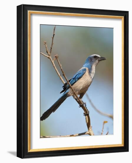 Florida Scrub Jay Perched, Oscar Scherer Sp, Osprey, Florida-Bernard Friel-Framed Photographic Print