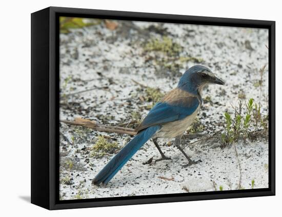 Florida Scrub Jay-JerryD-Framed Premier Image Canvas