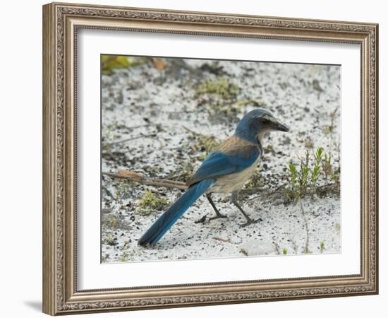 Florida Scrub Jay-JerryD-Framed Photographic Print