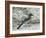 Florida Scrub Jay-JerryD-Framed Photographic Print