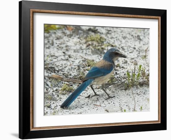 Florida Scrub Jay-JerryD-Framed Photographic Print