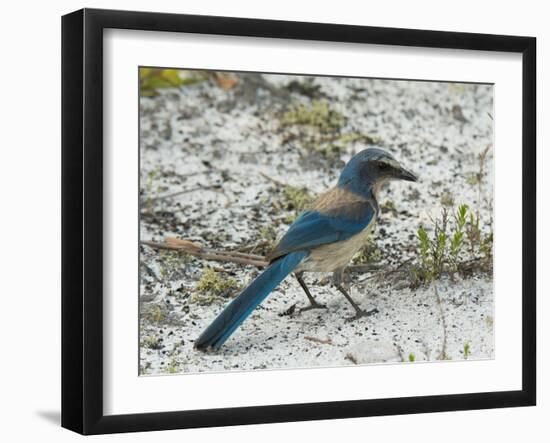 Florida Scrub Jay-JerryD-Framed Photographic Print