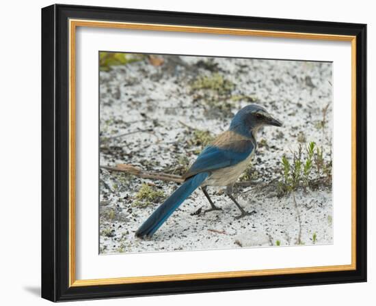 Florida Scrub Jay-JerryD-Framed Photographic Print