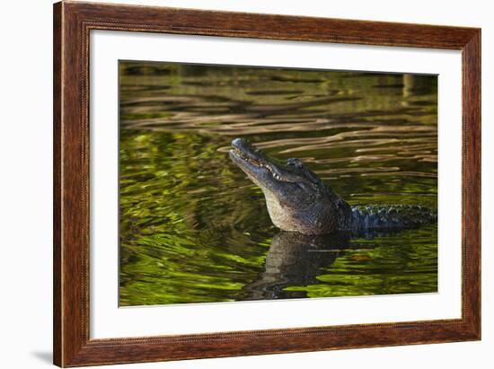 Florida, St. Augustine, Alligator in the Rookery at the Alligator Farm-Joanne Wells-Framed Photographic Print