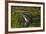 Florida, St. Augustine, Alligator in the Rookery at the Alligator Farm-Joanne Wells-Framed Photographic Print