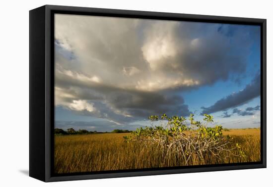 Florida. Sunset on Red Mangroves in Everglades National Park-Judith Zimmerman-Framed Premier Image Canvas