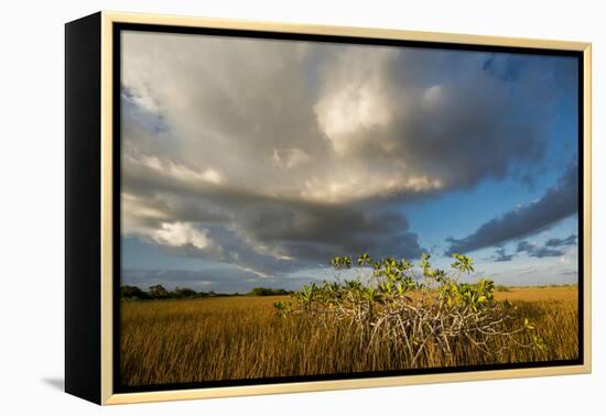 Florida. Sunset on Red Mangroves in Everglades National Park-Judith Zimmerman-Framed Premier Image Canvas