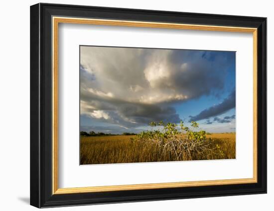 Florida. Sunset on Red Mangroves in Everglades National Park-Judith Zimmerman-Framed Photographic Print