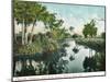 Florida - Thompson's Creek on Tomoka River-Lantern Press-Mounted Art Print