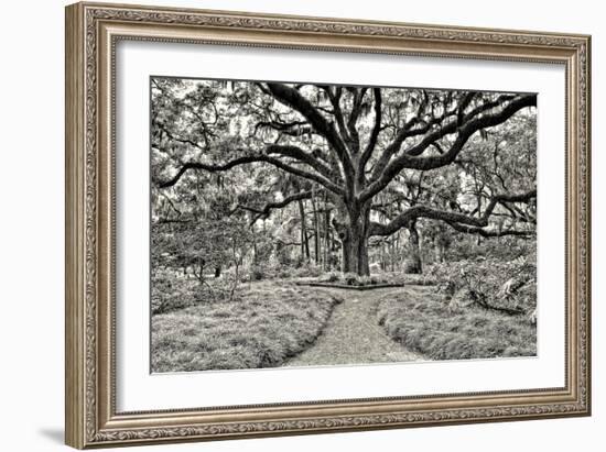 Florida Tree-PHBurchett-Framed Photographic Print