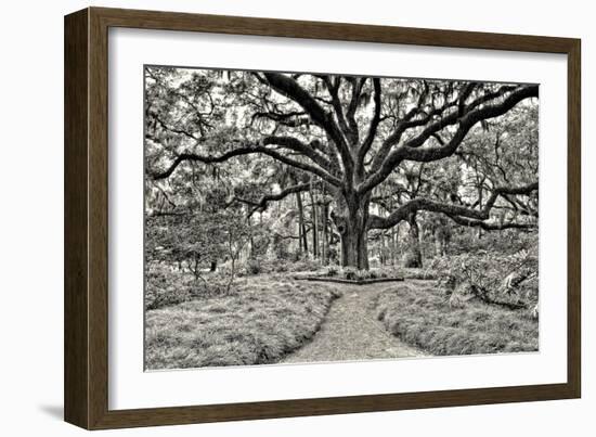 Florida Tree-PHBurchett-Framed Photographic Print