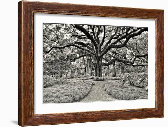 Florida Tree-PHBurchett-Framed Photographic Print