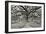 Florida Tree-PHBurchett-Framed Photographic Print