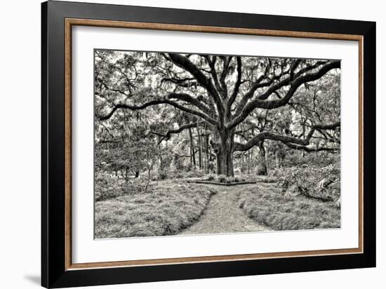 Florida Tree-PHBurchett-Framed Photographic Print