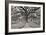 Florida Tree-PHBurchett-Framed Photographic Print