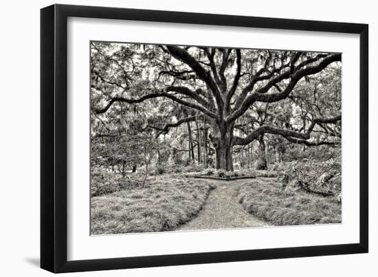 Florida Tree-PHBurchett-Framed Photographic Print