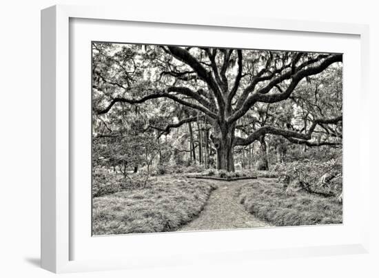 Florida Tree-PHBurchett-Framed Photographic Print