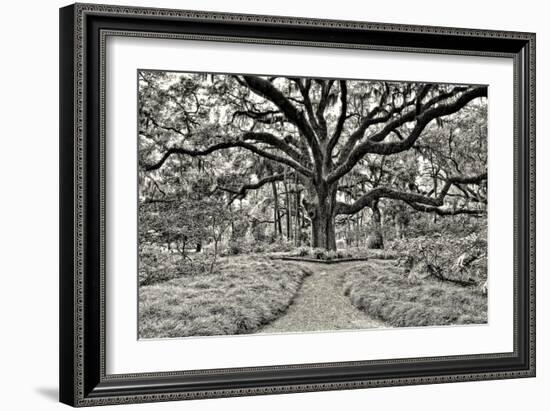 Florida Tree-PHBurchett-Framed Photographic Print