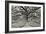 Florida Tree-PHBurchett-Framed Photographic Print