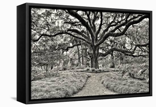 Florida Tree-PHBurchett-Framed Premier Image Canvas