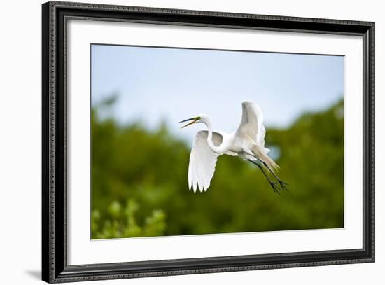 Florida, Venice, Audubon Sanctuary, Common Egret Flying-Bernard Friel-Framed Photographic Print