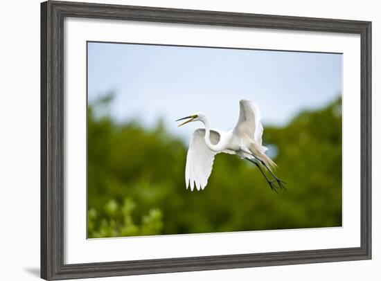 Florida, Venice, Audubon Sanctuary, Common Egret Flying-Bernard Friel-Framed Photographic Print