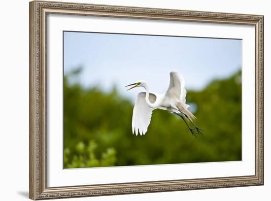 Florida, Venice, Audubon Sanctuary, Common Egret Flying-Bernard Friel-Framed Photographic Print