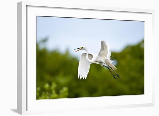 Florida, Venice, Audubon Sanctuary, Common Egret Flying-Bernard Friel-Framed Photographic Print