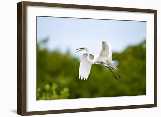 Florida, Venice, Audubon Sanctuary, Common Egret Flying-Bernard Friel-Framed Photographic Print