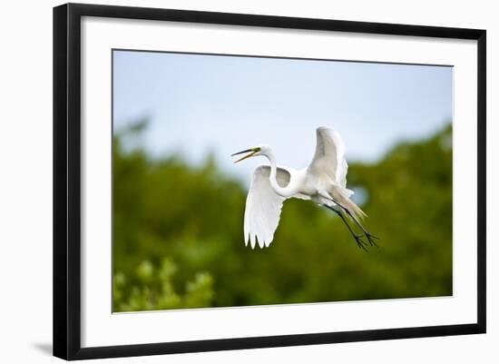 Florida, Venice, Audubon Sanctuary, Common Egret Flying-Bernard Friel-Framed Photographic Print