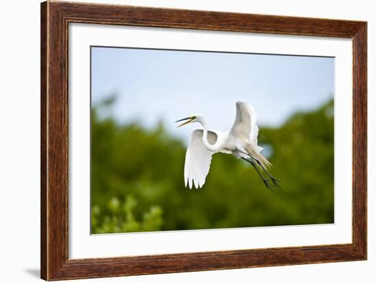 Florida, Venice, Audubon Sanctuary, Common Egret Flying-Bernard Friel-Framed Photographic Print