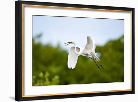 Florida, Venice, Audubon Sanctuary, Common Egret Flying-Bernard Friel-Framed Photographic Print