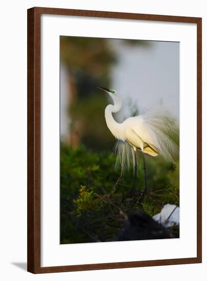 Florida, Venice, Audubon Sanctuary, Common Egret Stretch Performance-Bernard Friel-Framed Photographic Print