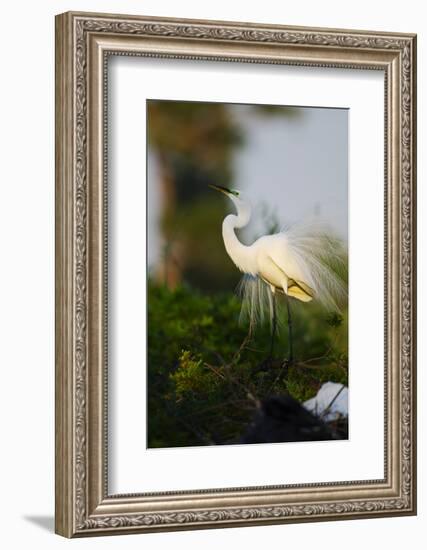 Florida, Venice, Audubon Sanctuary, Common Egret Stretch Performance-Bernard Friel-Framed Photographic Print