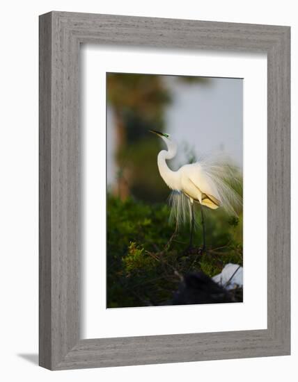 Florida, Venice, Audubon Sanctuary, Common Egret Stretch Performance-Bernard Friel-Framed Photographic Print