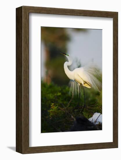 Florida, Venice, Audubon Sanctuary, Common Egret Stretch Performance-Bernard Friel-Framed Photographic Print