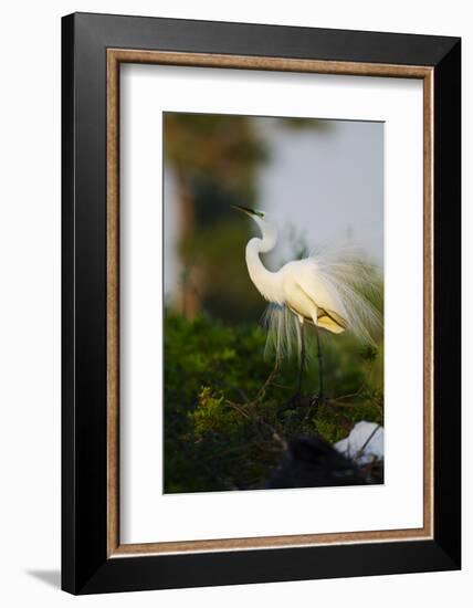 Florida, Venice, Audubon Sanctuary, Common Egret Stretch Performance-Bernard Friel-Framed Photographic Print