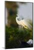 Florida, Venice, Audubon Sanctuary, Common Egret Stretch Performance-Bernard Friel-Mounted Photographic Print