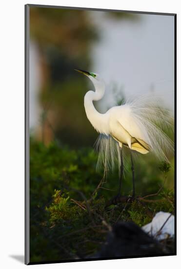 Florida, Venice, Audubon Sanctuary, Common Egret Stretch Performance-Bernard Friel-Mounted Photographic Print