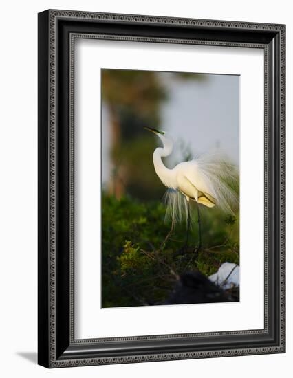 Florida, Venice, Audubon Sanctuary, Common Egret Stretch Performance-Bernard Friel-Framed Photographic Print