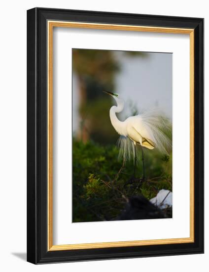 Florida, Venice, Audubon Sanctuary, Common Egret Stretch Performance-Bernard Friel-Framed Photographic Print