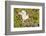 Florida, Venice, Audubon Sanctuary, Common Egret Wings Open at Nest-Bernard Friel-Framed Photographic Print