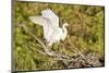 Florida, Venice, Audubon Sanctuary, Common Egret Wings Open at Nest-Bernard Friel-Mounted Photographic Print
