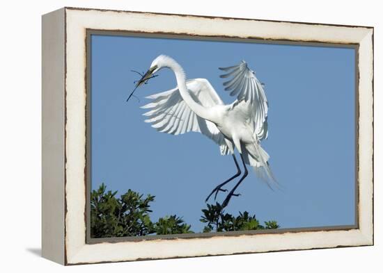 Florida, Venice, Audubon Sanctuary, Common Egret with Nesting Material-Bernard Friel-Framed Premier Image Canvas