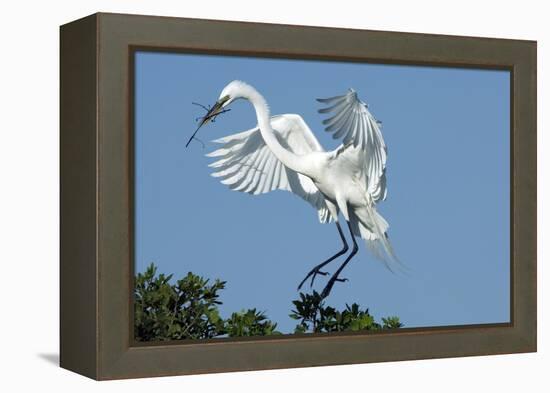 Florida, Venice, Audubon Sanctuary, Common Egret with Nesting Material-Bernard Friel-Framed Premier Image Canvas